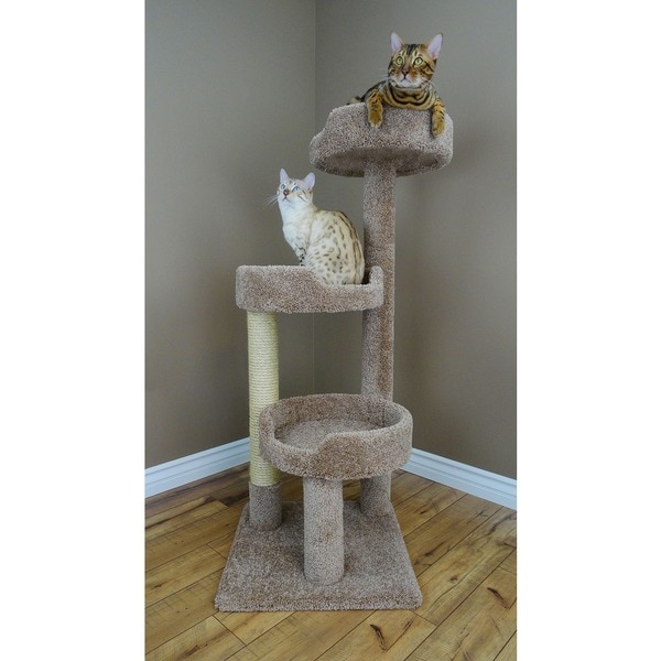 50 inch hot sale cat tree