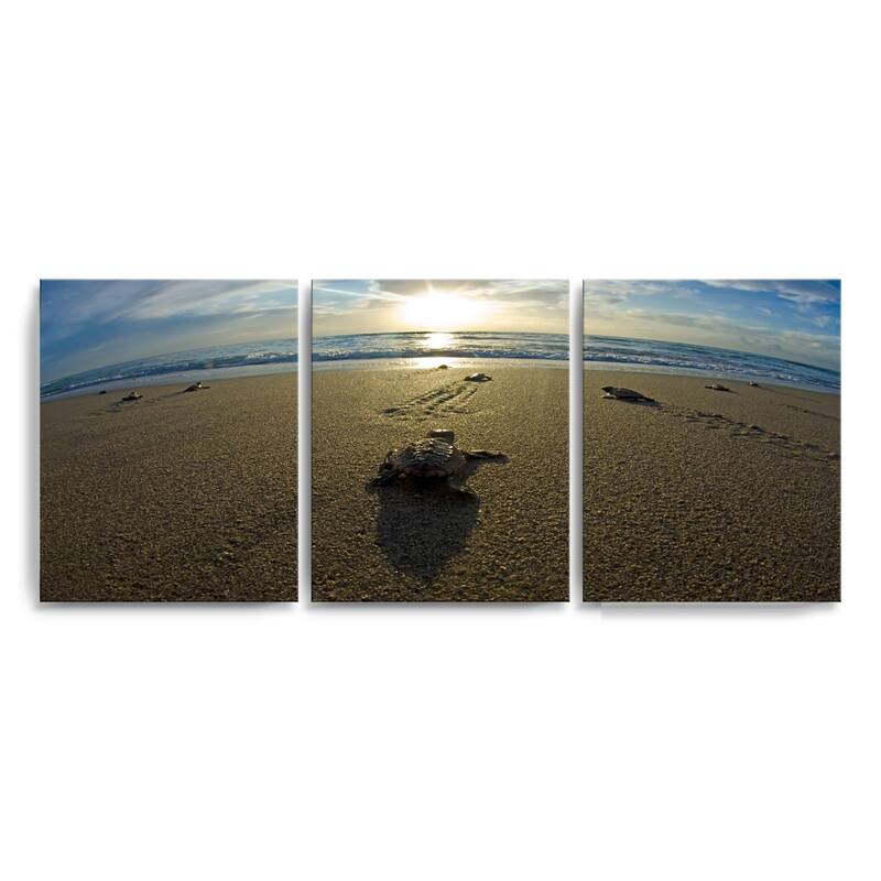 Chris Doherty 'Loggerhead' Canvas Art 3-piece Set