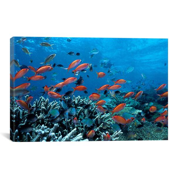 slide 1 of 1, iCanvas Ocean Fish Coral Reef' Canvas Print Wall Art