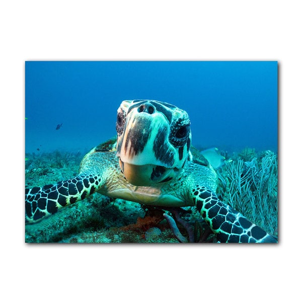 Chris Doherty Turtle Canvas Wall Art