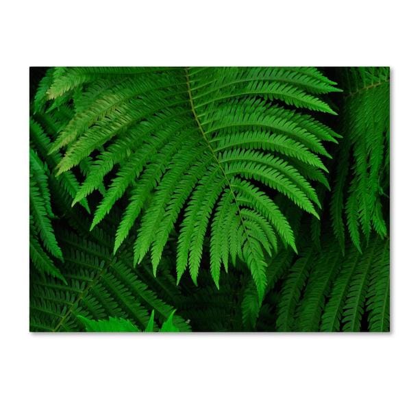 Kurt Shaffer 'Healing Ferns' Canvas Art Trademark Fine Art Canvas