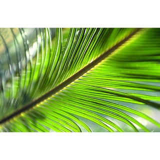 'Close-up of a Palm Tree Leaf Texture' Print Canvas Wall Art - Bed Bath ...