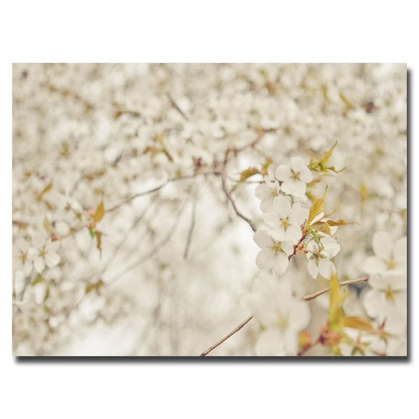 Ariane Moshayedi Cherry Blossoms Canvas Art