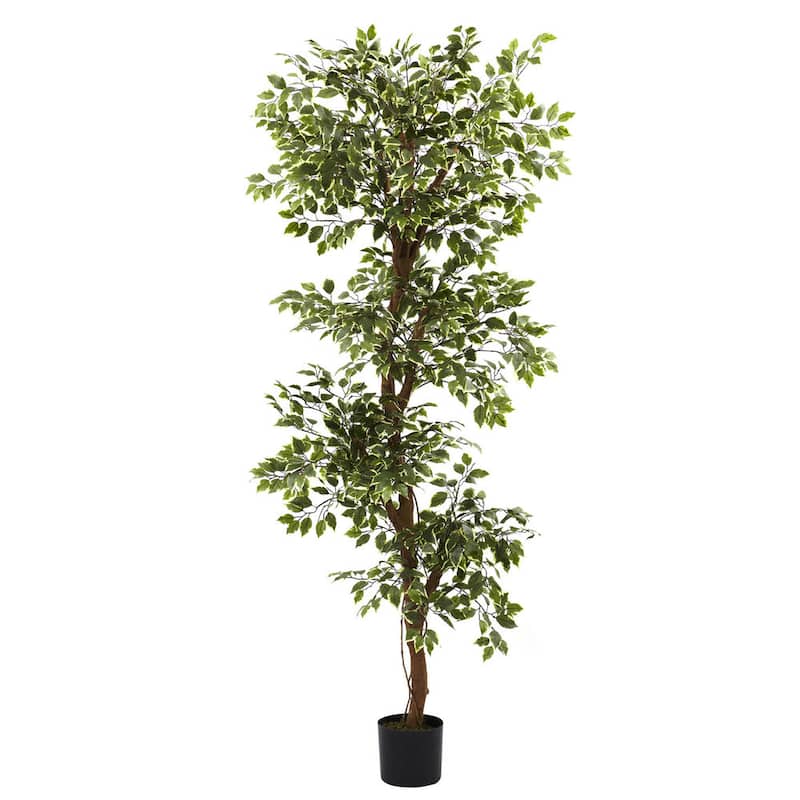 Variegated 6-foot Ficus Tree - Green