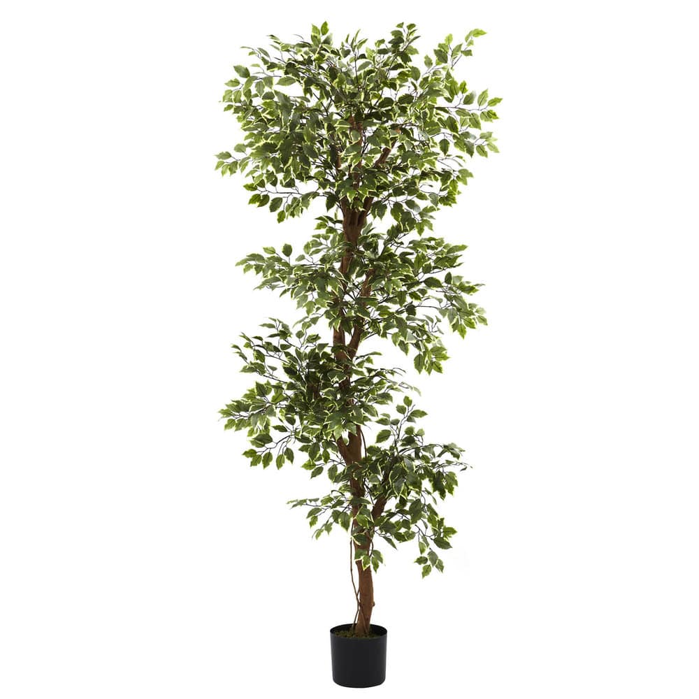 Variegated 6-foot Ficus Tree - Green