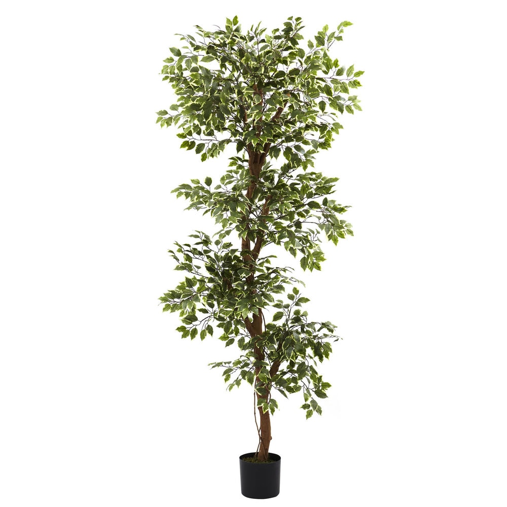 Variegated 6-foot Ficus Tree - Green