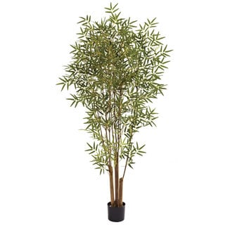 Asian Bamboo Plant 8
