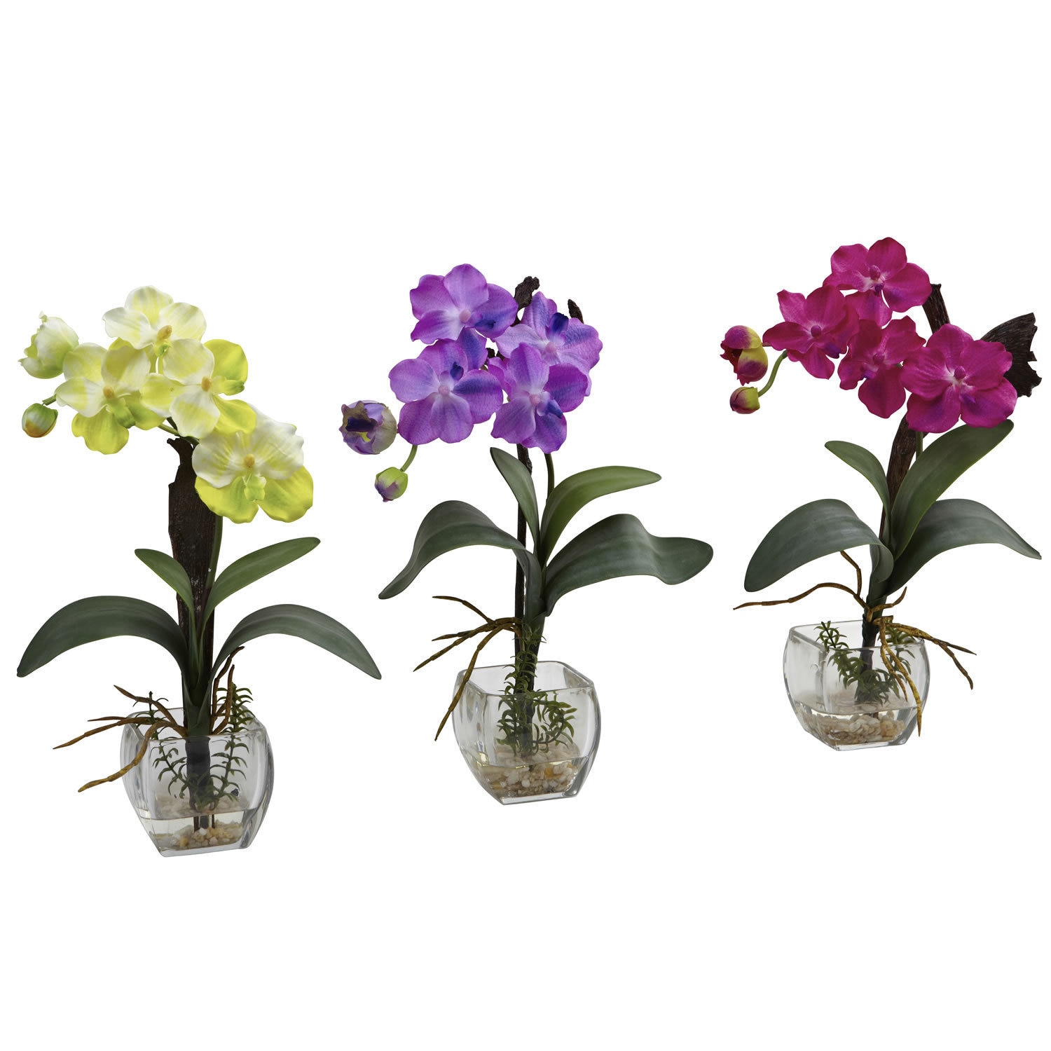 Mini Vanda Orchid Arrangement (set Of 3)