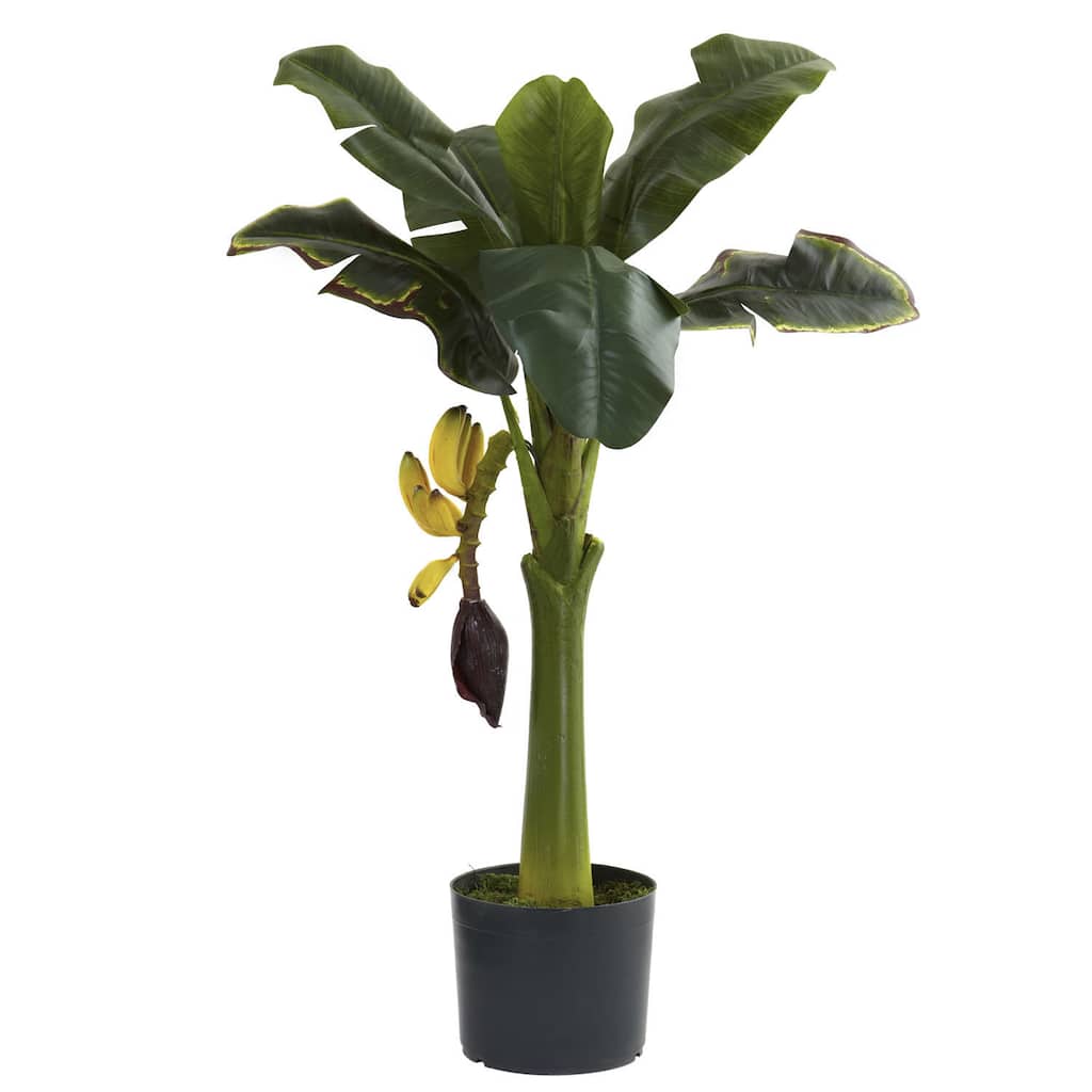 3-foot Banana Tree