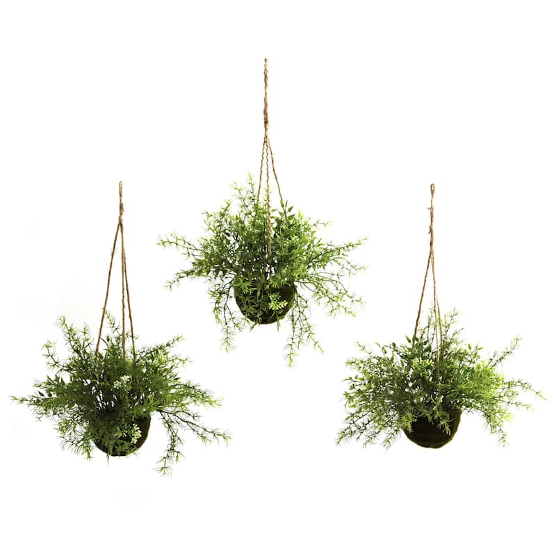 Ruscus and Sedum Hanging Basket (Set of 3)