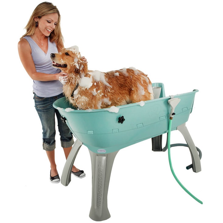 Petstores Elevated Dog Bath and Grooming Center, Medium - Teal - Bed Bath &  Beyond - 8372660