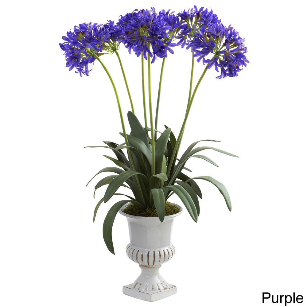 African Lily With Urn