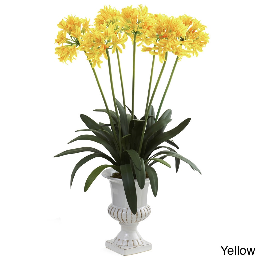 African Lily With Urn