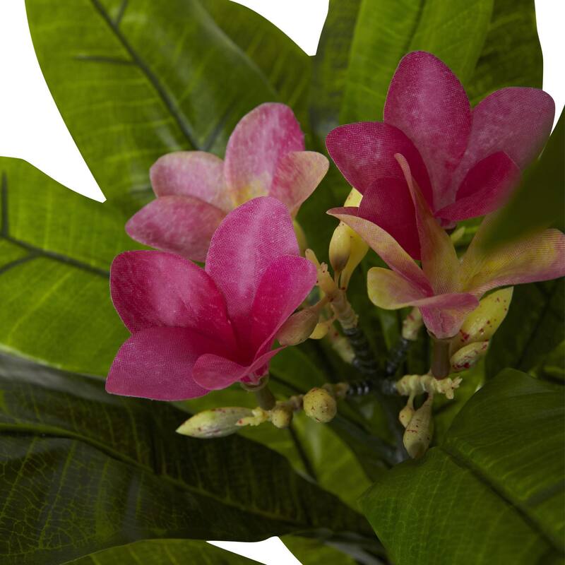 5-foot Plumeria Tree