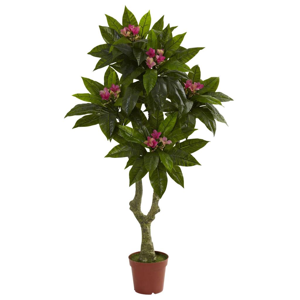5-foot Plumeria Tree