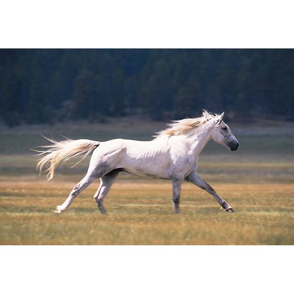 'White Horse Running in Field, Fairplay, Colorado' Wildlife Photography
