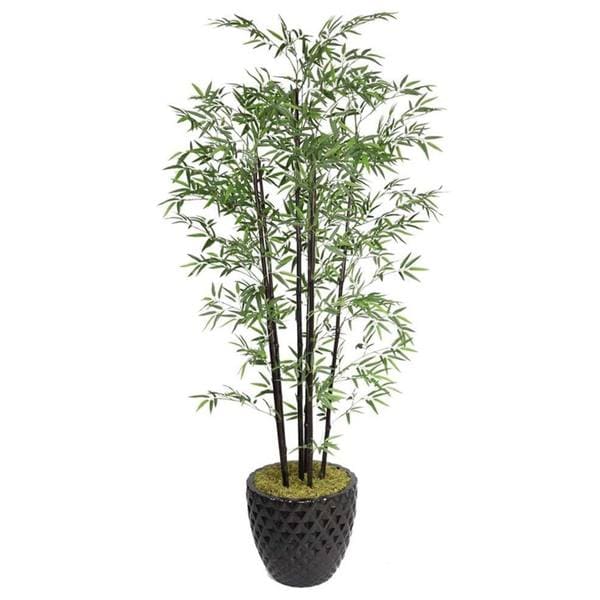Laura Ashley 78'' Tall Black Bamboo Tree in 16'' Fiberstone Planter
