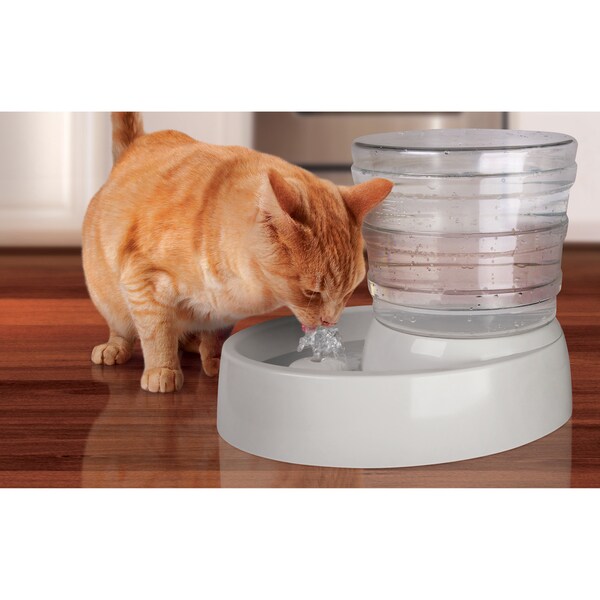 female spayed cat peeing in house