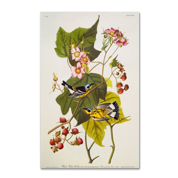 John James Audubon Black and Yellow Warbler Canvas Art