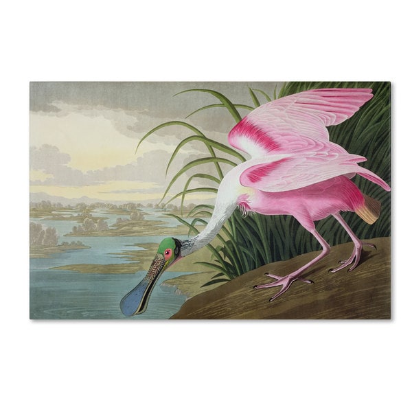 Shop John James Audubon 'Roseate Spoonbill' Canvas Art - On Sale - Free ...