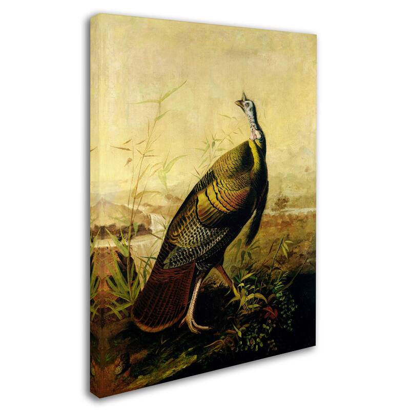 John James Audubon 'American Wild Turkey Cock' Canvas Art - Multi