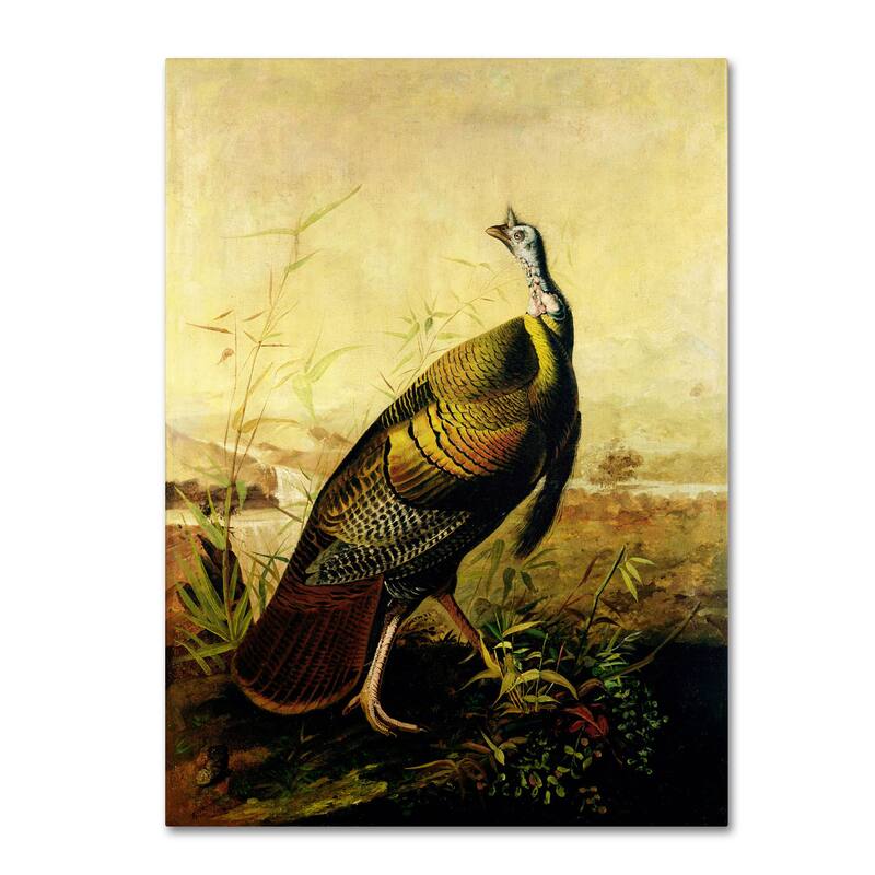 John James Audubon 'American Wild Turkey Cock' Canvas Art - Multi