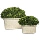 preview thumbnail 1 of 1, Uttermost Preserved Boxwood with Oval Dome (Set of 2)