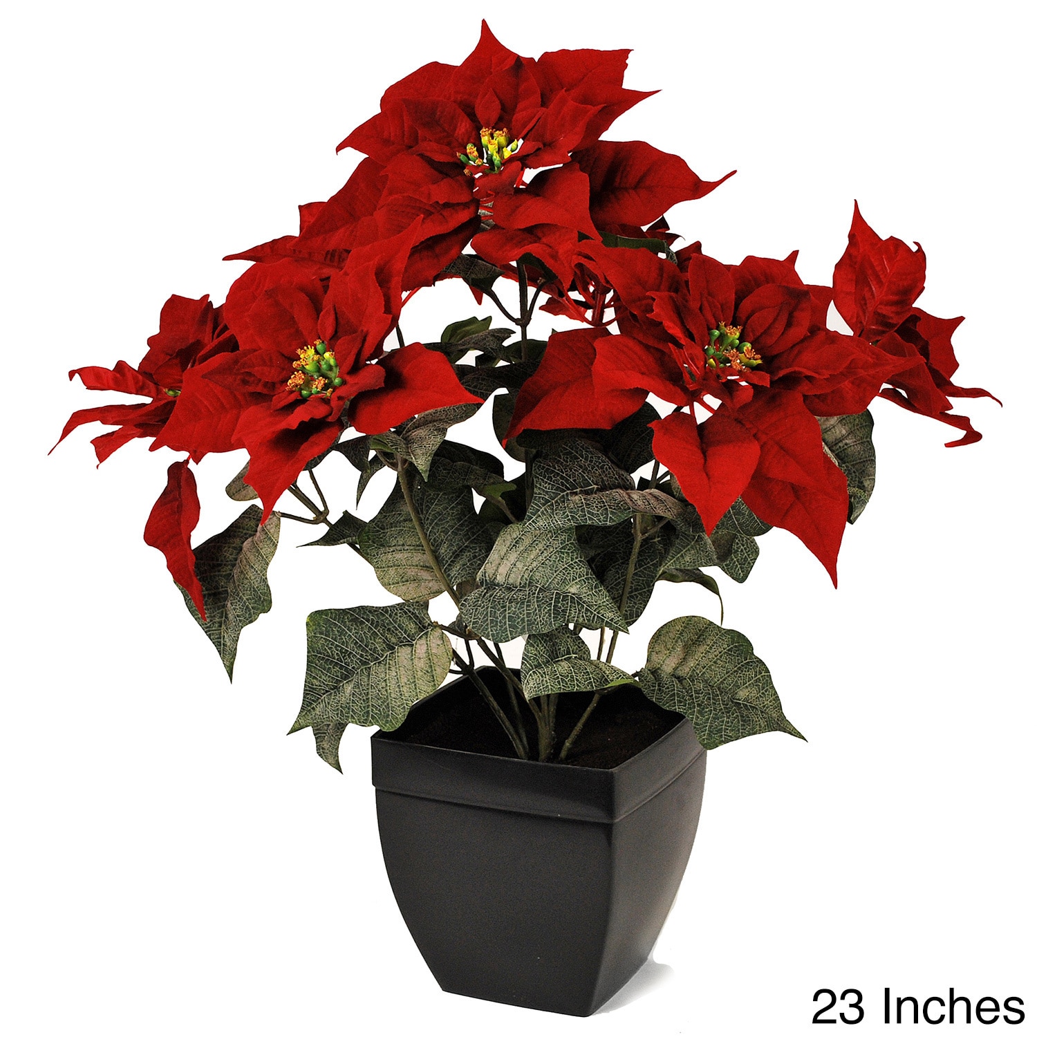 Poinsettia Bush In Black Vase