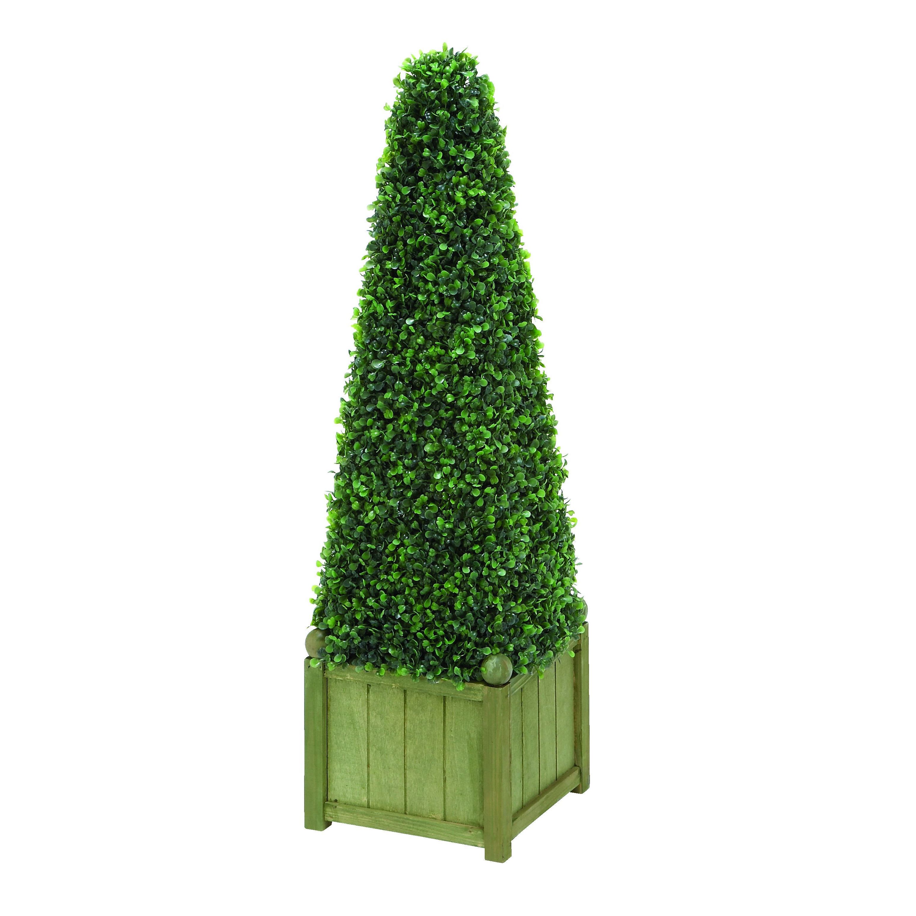 Pyramid Shaped Boxwood Plant