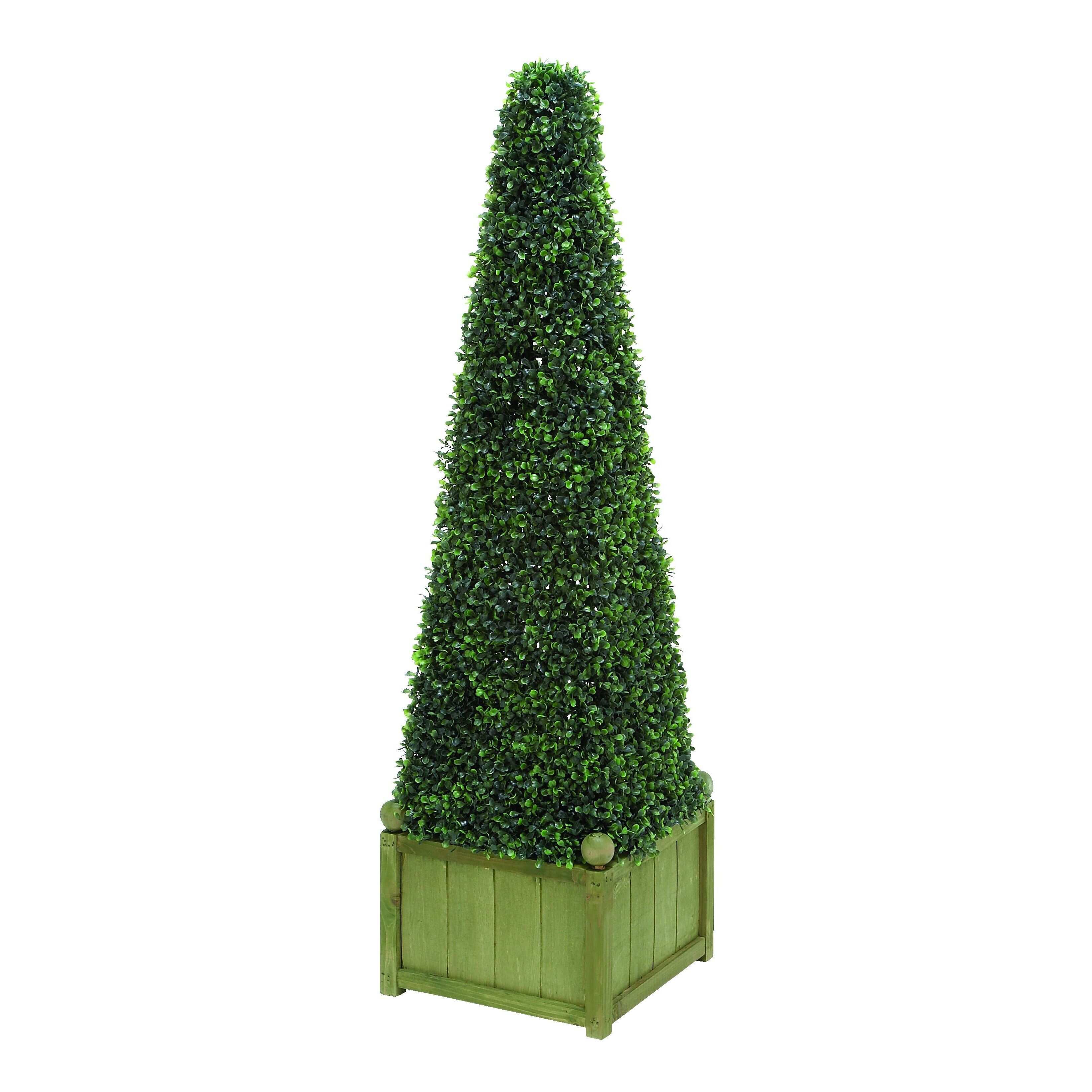 Pyramid Shaped Boxwood Plant