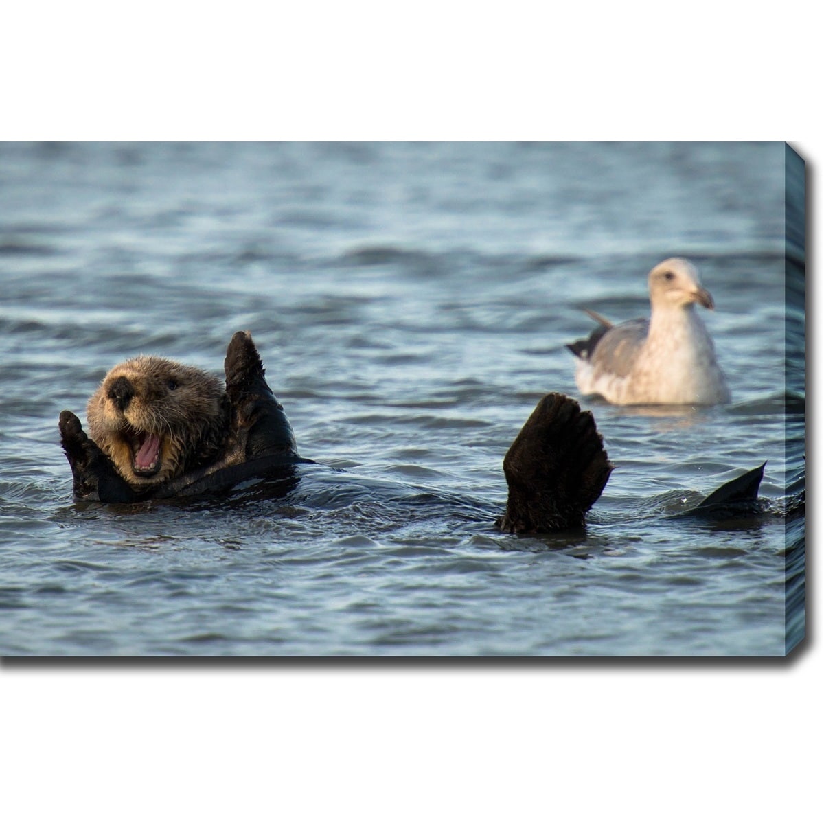 California Sea Otter Monterey Bay Gallery Wred Canvas California Sea Otter Monterey Bay