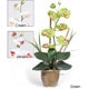 preview thumbnail 2 of 1, Single-stem Phalaenopsis Silk Orchid Plant