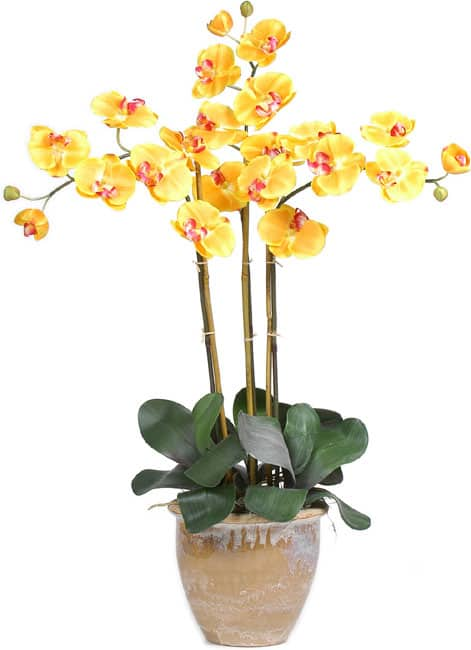 Triple-stem Phalaenopsis Silk Orchid Plant - White - NA