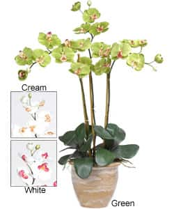 Triple-stem Phalaenopsis Silk Orchid Plant - Green