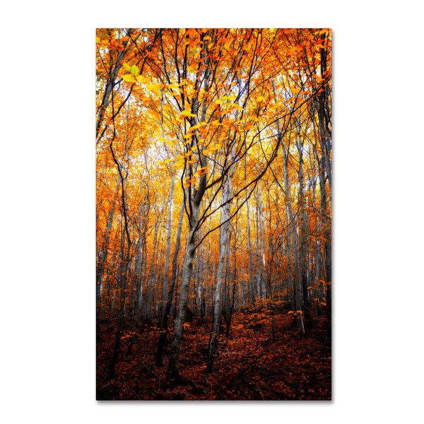 Shop Philippe Sainte-Laudy 'On Fire' Canvas Art - Free Shipping On ...