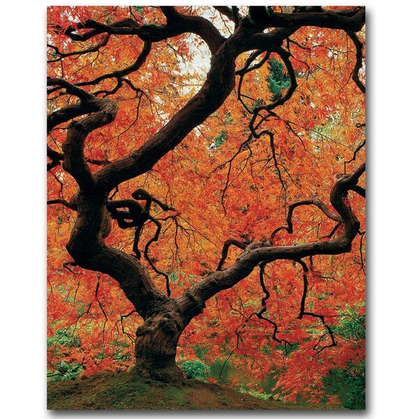 David Farley Japanese Tree I Canvas Art   16146248  