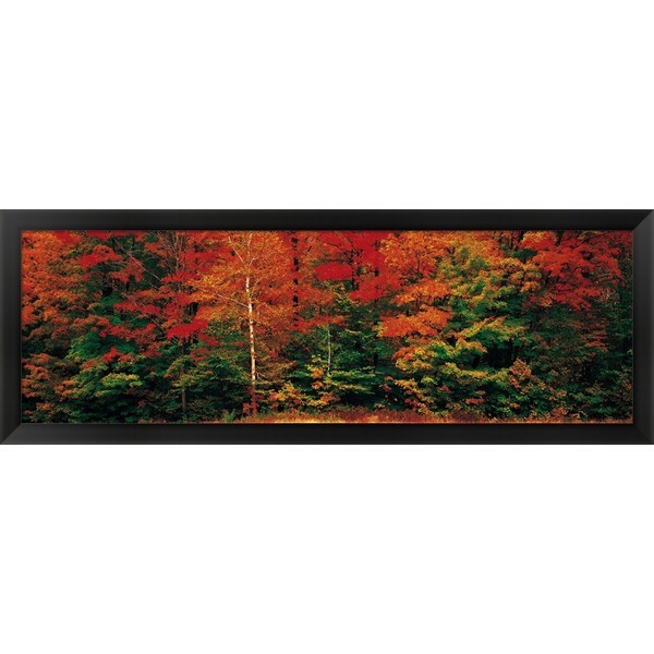 Shop 'Fall Maple Trees' Framed Panoramic Photo - Black - Free Shipping ...