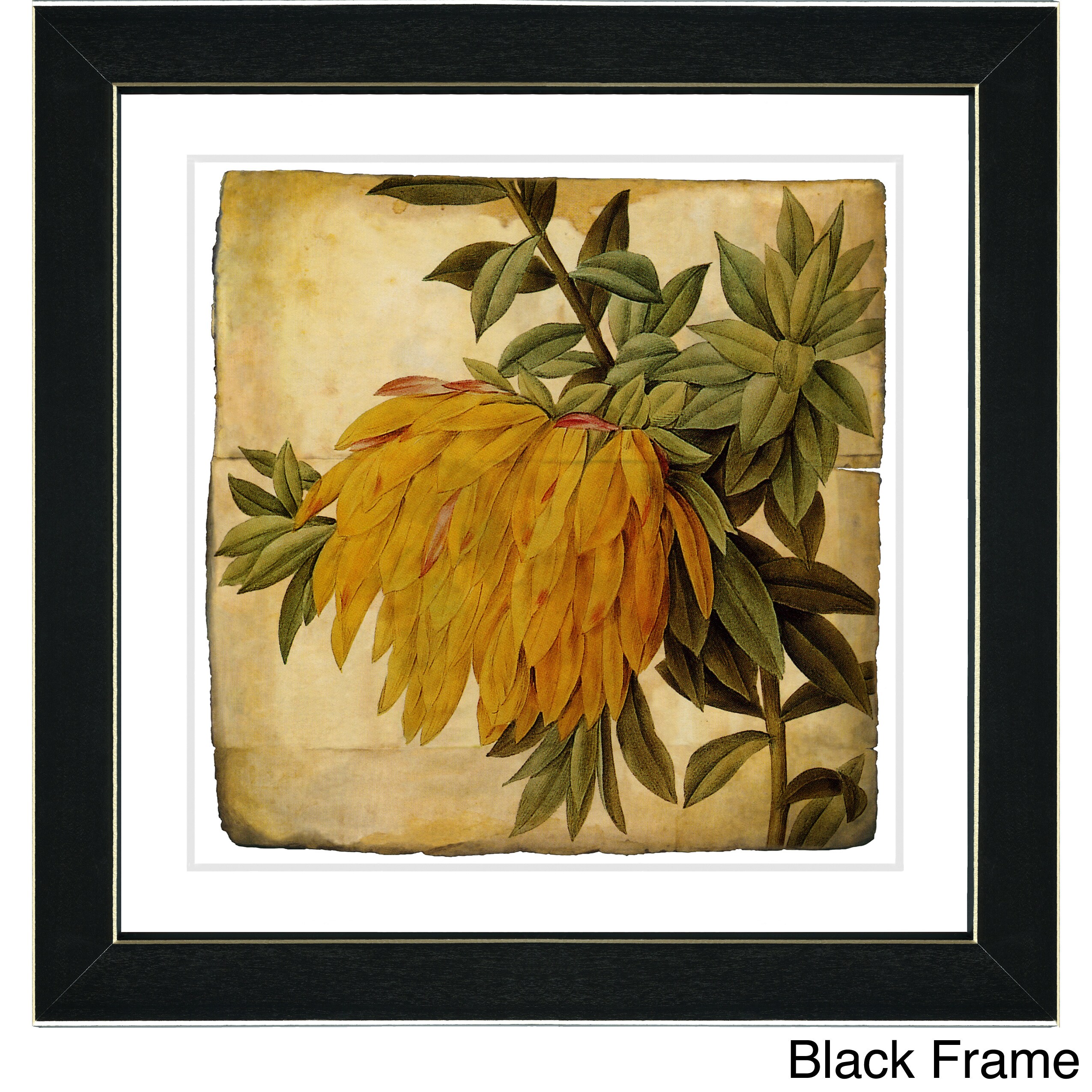 Studio Works Modern 'Vintage Botanical No 44 -Antiqued
