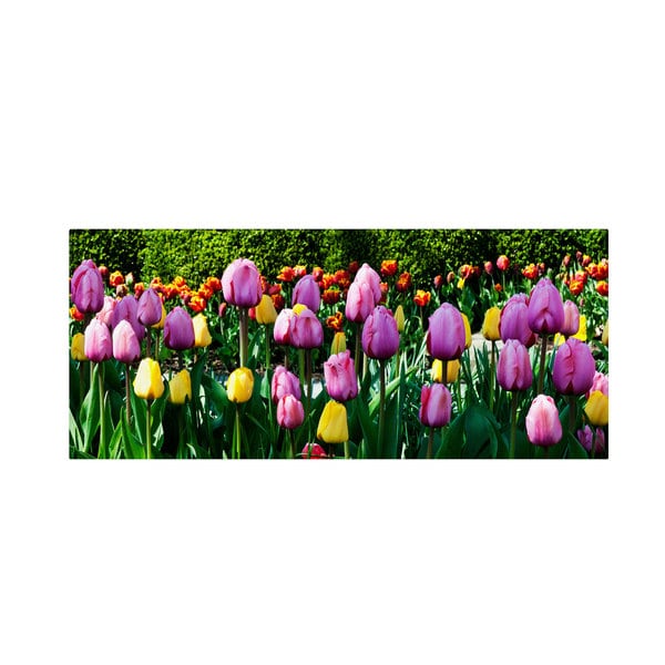 Kurt Shaffer Row of Tulips Canvas Art   Top
