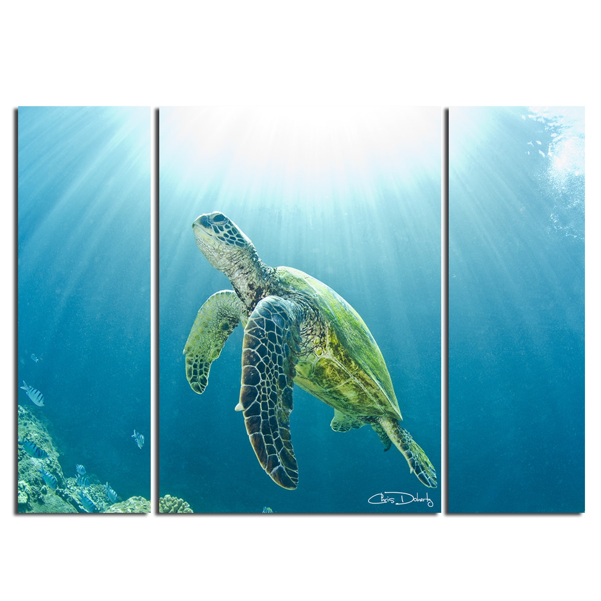 Shop Christopher Doherty Sea Turtle Canvas Wall Art 3 Piece On Sale Overstock 9075587