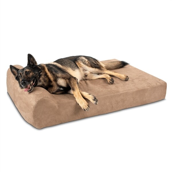 dog meets bed