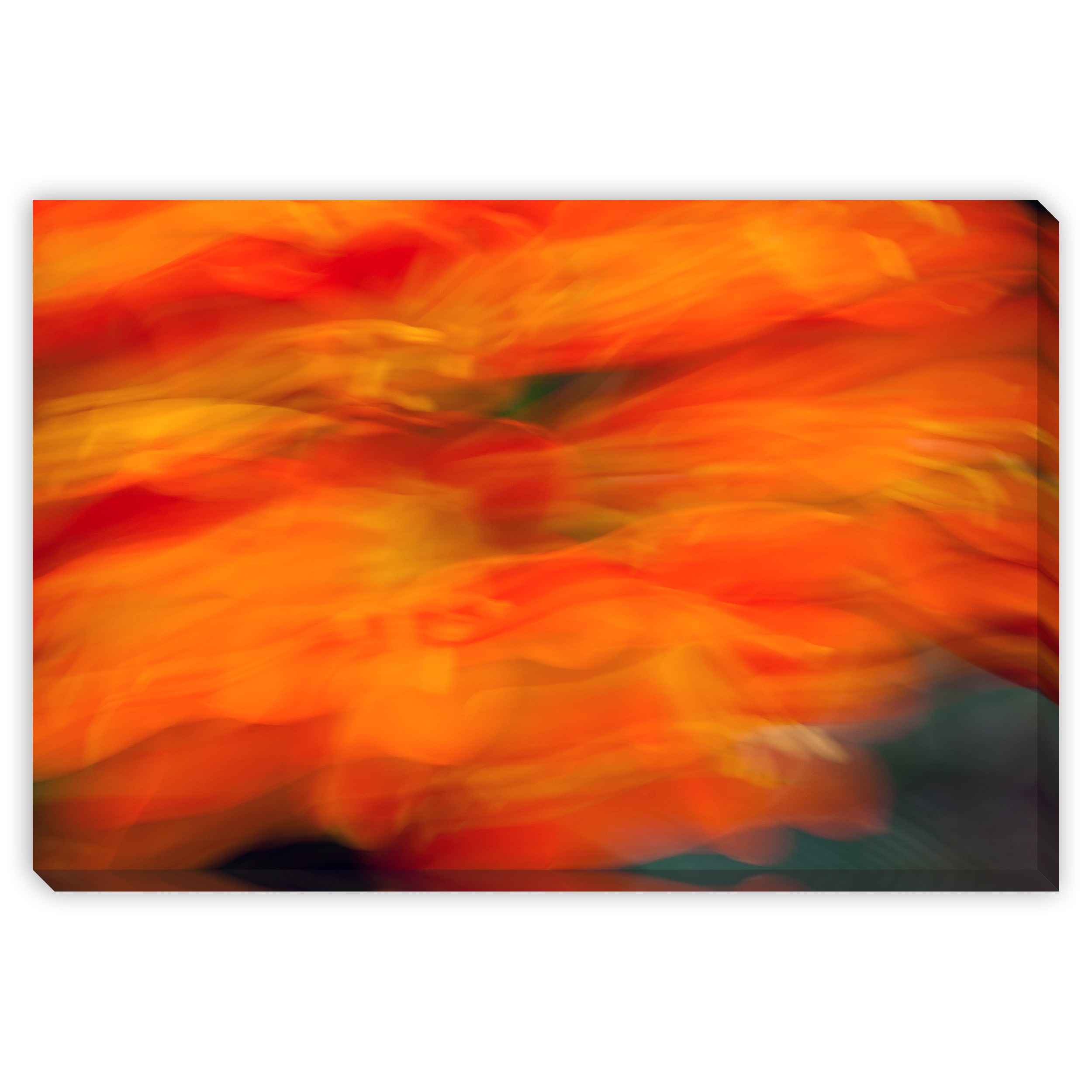 Aj Andrewss Clivia Miniata In Bloom Ii Canvas Gallery Wrap