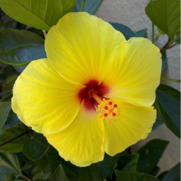 Hawaiian Yellow Hibiscus Cuttings (4 Pack) - 16344629 - Overstock.com ...