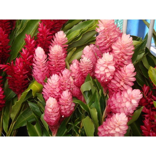 Hawaiian Pink Ginger Roots (4 Pack) - Free Shipping On ...