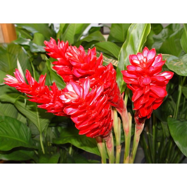 Hawaiian Awapuhi Ula Ula Red Ginger Root (4 Pack) Free Shipping On