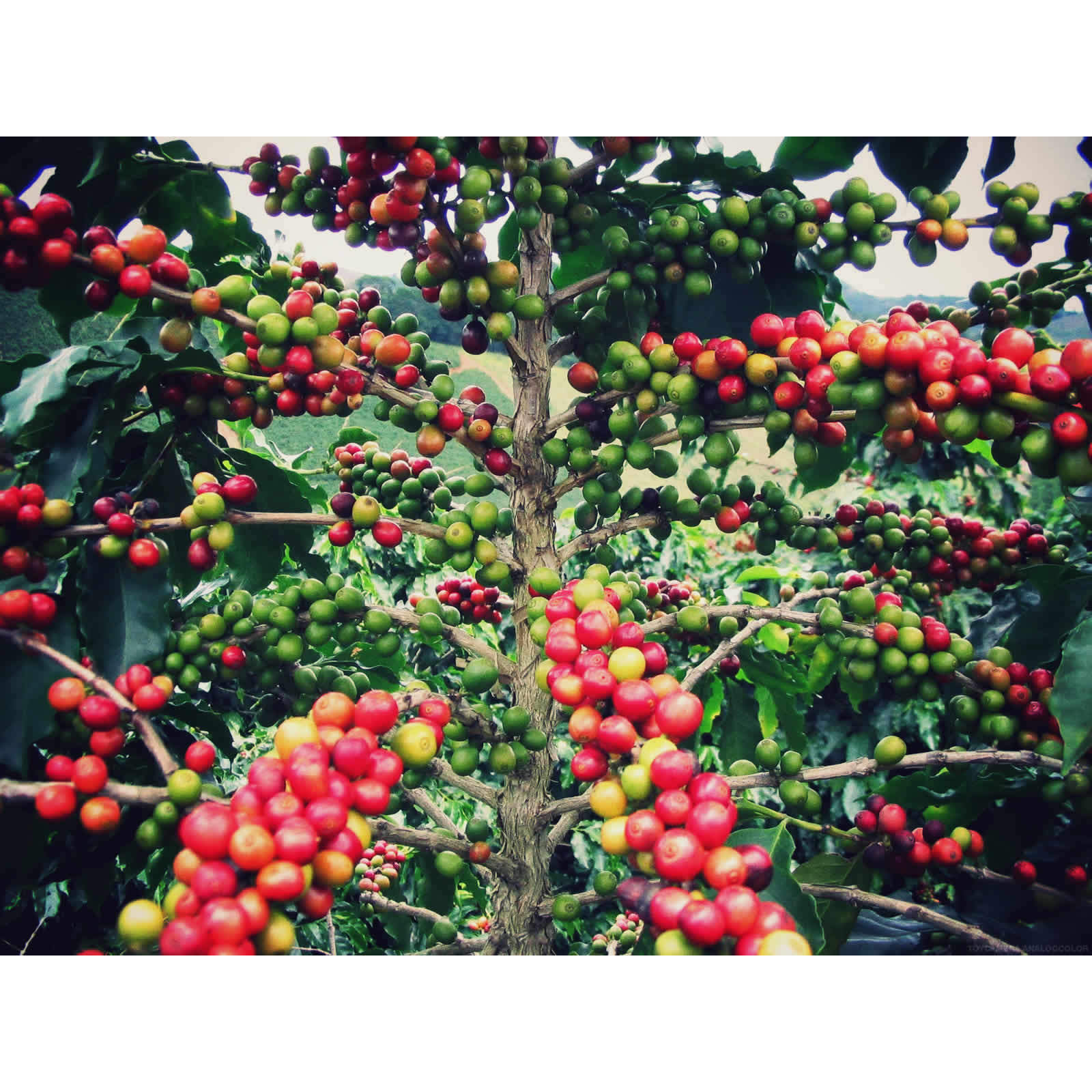 Shop Hawaiian Kona Coffee Starter Plant Free Shipping On