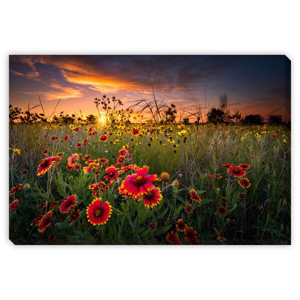 Shop Gallery Direct Dfikar 'Texas Wildflowers at Sunrise' Gallery