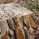 preview thumbnail 3 of 2, Uttermost Teak Root Bunching Cube