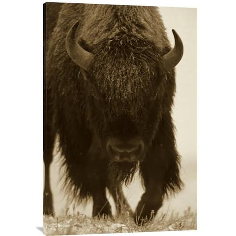 Global Gallery Tim Fitzharris 'American Bison Portrait in Snow, North America' Stretched Canvas Art