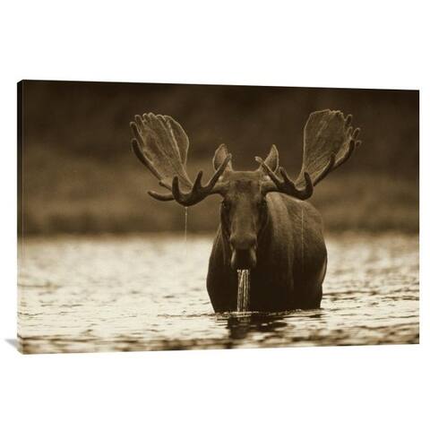 Global Gallery Tim Fitzharris 'Moose Male Raising its Head While Feeding on the Bottom of a Lake, North America' St